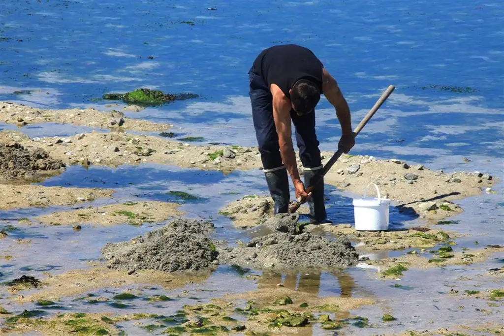 Pêche à pieds dans le Golfe du Morbihan